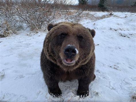 951 best r/bears images on Pholder | Before the year ends, consider ...