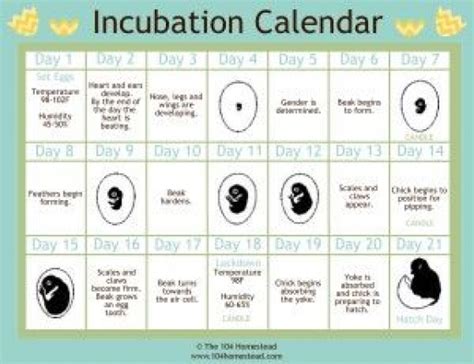 Goose Egg Incubation Chart