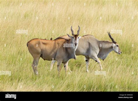 Eland Images Hi Res Stock Photography And Images Alamy