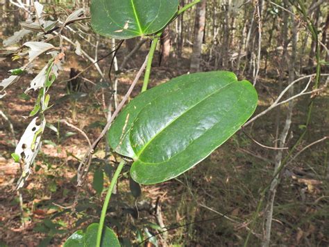 Austral Sarsaparilla From Talegalla Weir QLD 4650 Australia On August