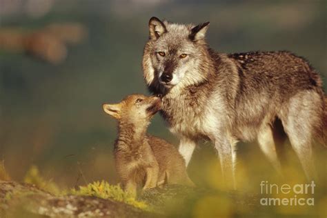 Timber Wolf Mother And Pup Photograph By Tim Fitzharris Pixels
