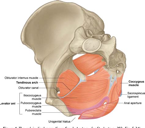 Pelvic Diaphragm Diagram Quizlet