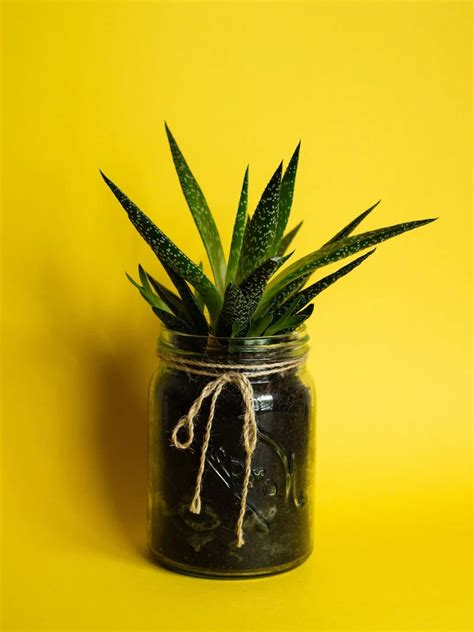 How To Properly Take Care Of An Aloe Vera Plant The Basics