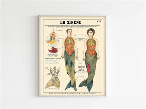 The Siren Fantastic Creatures Anatomy Digital Print Mermaid French