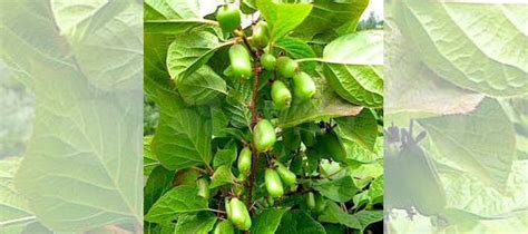 Актинидия Коломикта купить в Туле | Товары для дома и дачи | Авито