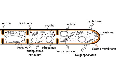 fungionlineorguk plasma membrane cell wall fungi