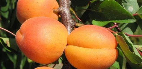 Абрикос колоновидный “ГОЛД” - Цена на саженцы в питомнике Зеленый Сад Крым