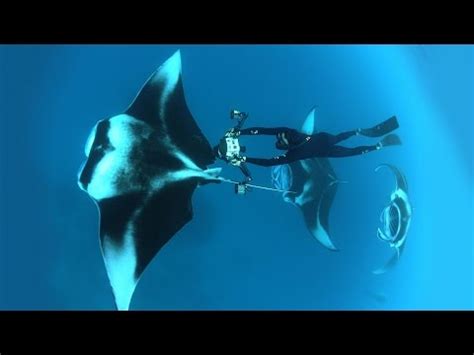 Inspiring video takes you beneath the surface of an ocean photographer ...