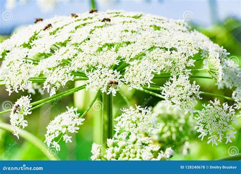 Mala Hierba Gigante Floreciente Venenosa Hogweed Foto De Archivo