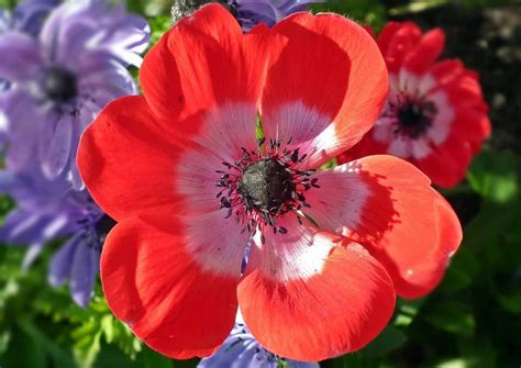 Types Of Red Flowers Names