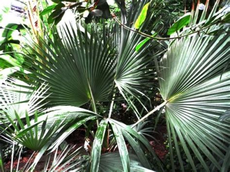 Сабаль пальмовидный, Пальметто, Латания (Sabal palmetto)