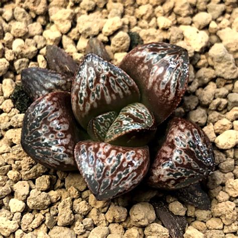 haworthia splendens  rose top succulents  unbeatable prices