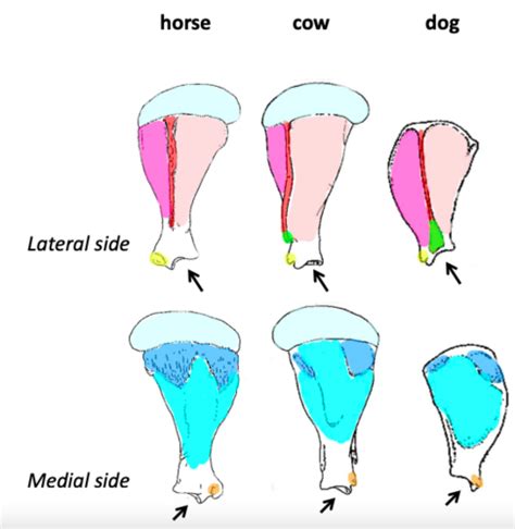 TV1103 Forelimb Osteology Flashcards Quizlet