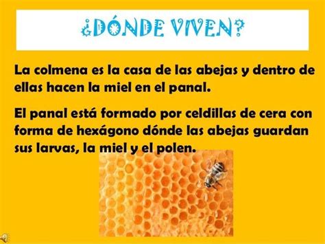 LAS ABEJAS Abejas Informacion Sobre Las Abejas Tipos De Abejas