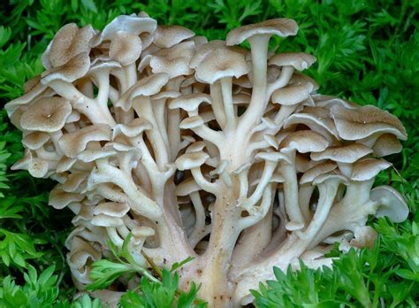 Трутовик зонтичный (Polyporus umbellatus) фото и описание