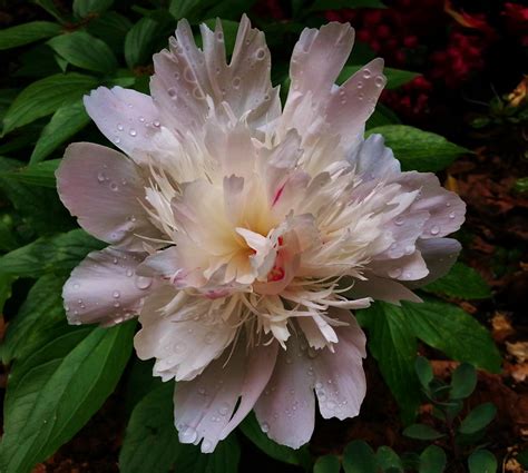 White Peony by Matthew-Beziat on DeviantArt