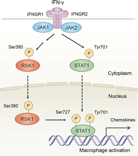 Abstract 663 Nuclear RSK1 Induces Pro Inflammatory Activation Of