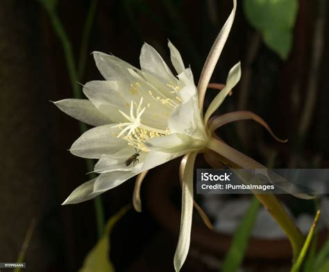 Foto de Flor Branca Grande Da Rainha Da Noite Epiphyllum Oxypetalum e