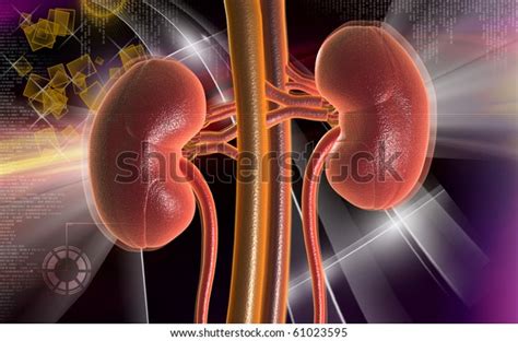 Digital Illustration Kidney Colour Background Stock Illustration 61023595
