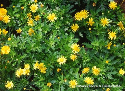 Nparks Euryops Pectinatus Viridis