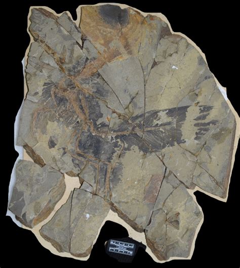 Stunning Fossil Discovery Reveals a New Dinosaur With Iridescent ...