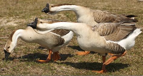 African Goose African Geese Facts