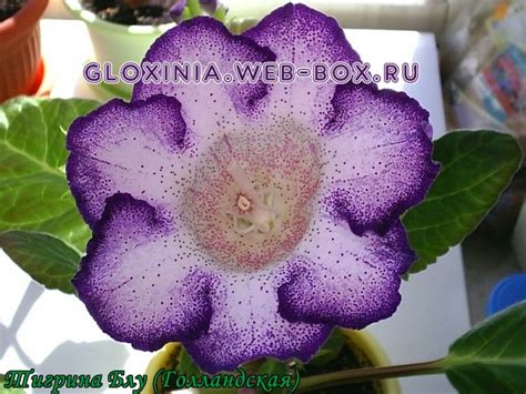 Глоксиния Тигрина Блу (Голландский сорт)
