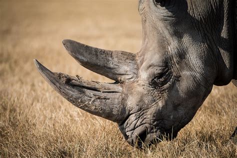 Tbt Trading Rhino Horn To Save The Rhino