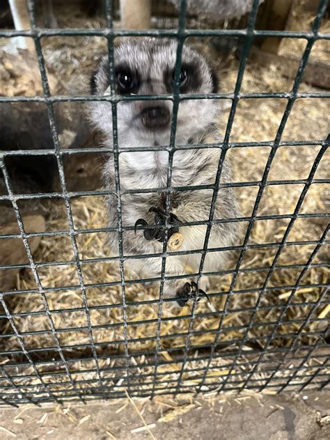 The pet near me discovery that led to an exotic rescue story 16