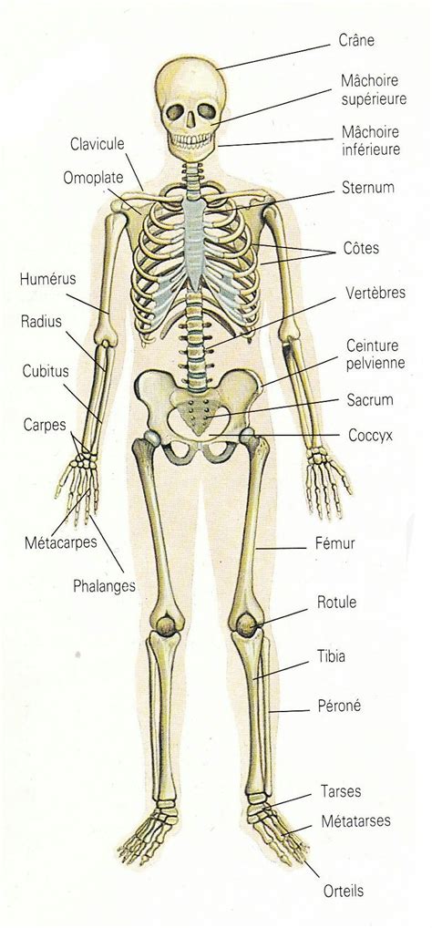 Le Squelette Squelette Corps Humain Anatomie Du Corps Humain