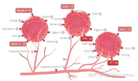 三阴性乳腺癌靶点全解析 知乎