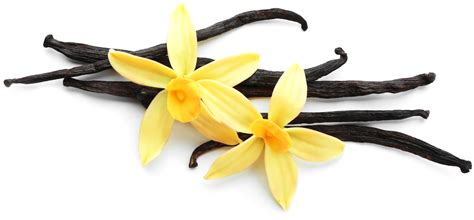Pribináček Kapsík vanilka - Online supermarket Rohlik.cz — nejrychlejší ...