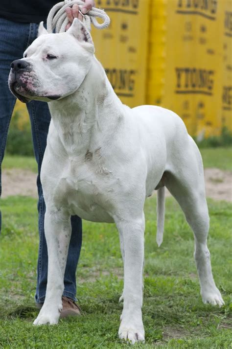 Dogo Argentino Comportamiento Características Precio Razas De Perros