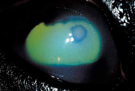 Recognizing And Treating Corneal Stromal Abscesses In Horses The Horse