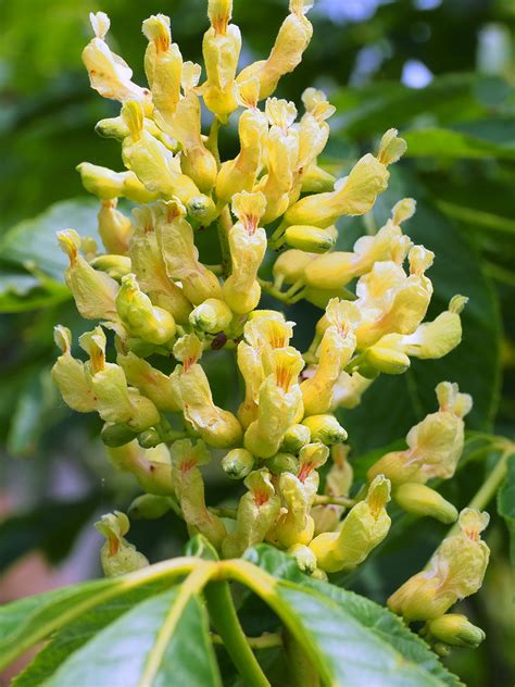 garden diary