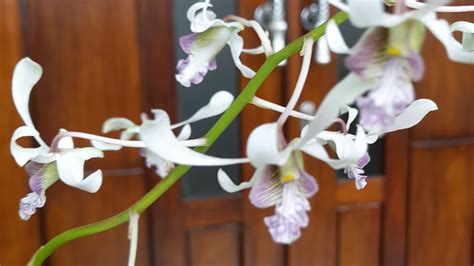 Yeaay Spike Pertama Dendrobium Lineale White Orchid Of Papua