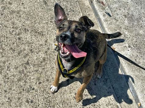 Adopt a Terrier (Jack Russell) Cross Rescue Dog | Scrappy | Dogs Trust