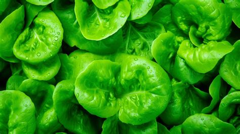 Close Up Snapshot Of Lettuce Texture As Background Lettuce Salad