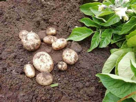 How Many Potatoes Grow From One Seed Potato