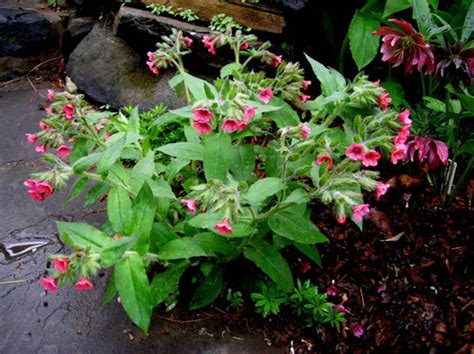 Медуница – посадка и уход в открытом грунте, фото сортов