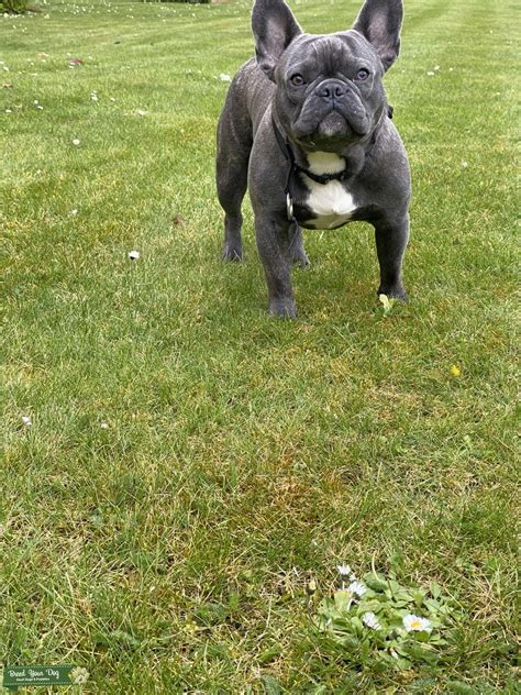 stud dog stud dog  hatfield hertfordshire  united states