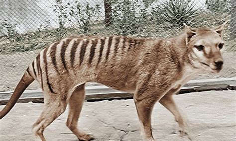 Tigre Que Foi Extinto - O extinto tigre-da-tasmânia volta à vida num breve vídeo