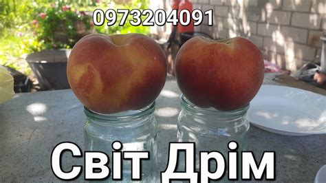 Персик "Світ Дрім" - YouTube