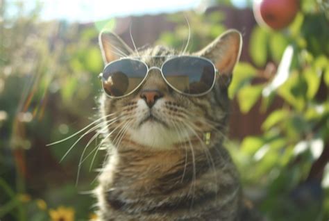 Pussy Galore The Cat Video Fest