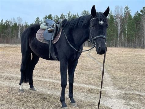 В любительский спорт, перспективный, молодой! Мерин 2017г.р ...
