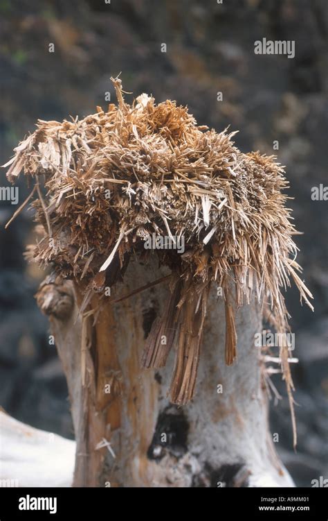 Beach Strandline Shattered tree stump on beach Oregon State USA Stock ...