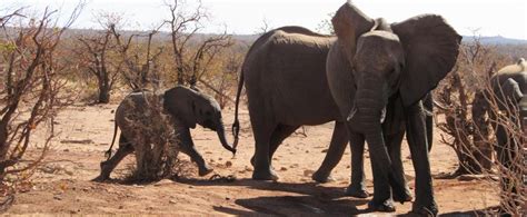 Best Animal Volunteer Programs Abroad Projects Abroad