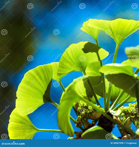 Árbol Del Biloba Del Ginkgo Foto de archivo Imagen de follaje sano