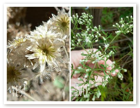 Identifying and Harvesting Rabbit Tobacco | Gwen's Nest