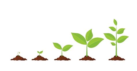 growing youre  green growing  youre ripe rotting oxilo